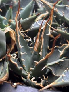 花屋山様専用【実生2年目】アガベ エボリスピナ｜実生株（40株セット