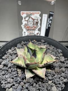 アガベ チタノタ キングアーサー 毒刺産 - メルカリ