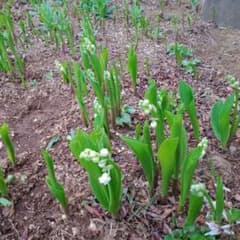 すずらん苗　花つき７本のサムネイル