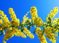 ミモザの花と青空の美しい風景 №5827（2026年撮影） - メルカリ