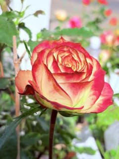 バラ苗 薔薇 つぼみあり3年生挿木苗 AppleJack 7号鉢のまま発送
