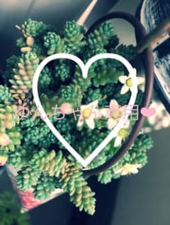ゆんちゃん専用❤︎のサムネイル