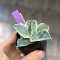 アガベ兜蟹錦斑入り抜き苗発送 - メルカリ