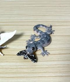 ネイチャーテクニカラー ヤモリ (捕食) マグネット フィギュアのサムネイル