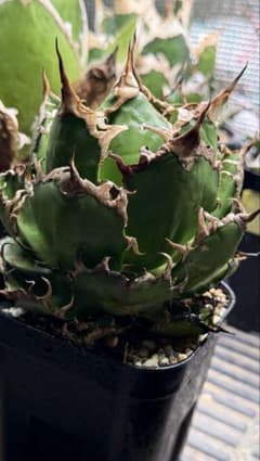 Agave アガベ オアハカ 実生 国内実生 オアハカ実生 現地株 ノーネーム