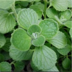 多肉植物 アロマティカス 切り苗 3カットのサムネイル