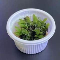 ビカクシダ P. willinckii 