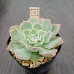 多肉植物 ヒアリナサンルイスデラパス☓シャビアナペレグリナ - メルカリ