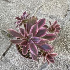 m*l様 多肉植物 アエオニウム 鳳凰法師錦 抜き苗 ◎メルカリ便