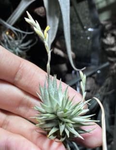 T. loliacea Compact Good Clone T'S 株 t*a様 T. loliacea Compact Good Clone T'S - メルカリ