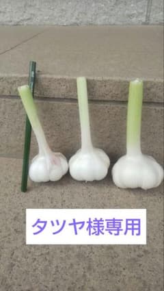 80年以上の栽培実績ニンニク播州在来 の種厳選品20りん片のサムネイル