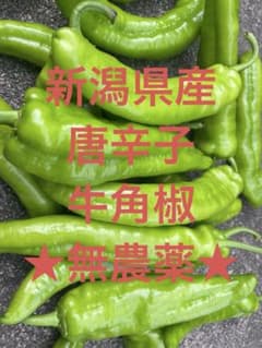 新潟県産 牛角椒 甘長唐辛子500g （ピーマン1、2個おまけ付き）のサムネイル