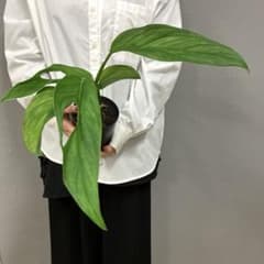 超希少❗️モンステラ　オブリクア　ヤスニ✨ 超希少❗️モンステラ オブリクア ヤスニ✨ - メルカリ