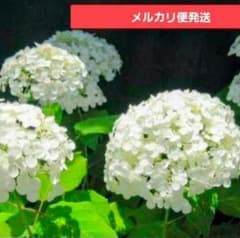 アナベル 挿し穂 5本 メルカリ便発送‼️大輪系 - メルカリ