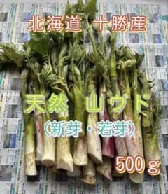 ①北海道 十勝産 天然山ウド 新芽・若芽500g - メルカリ