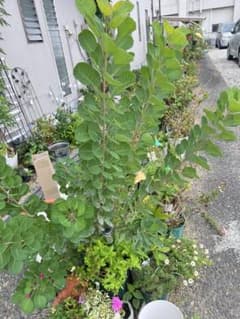 スモークツリー　挿し穂 3本のサムネイル