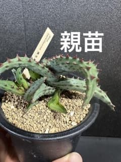 メルカリ便発送☆多肉植物 アロエ属 プラテンシス(実生選抜S4のカキコ苗) カスティロニアエ 国内実生選抜 カキコ】アロエ - メルカリ