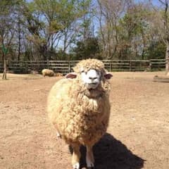 ぴーこ様専用のサムネイル
