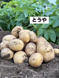 新じゃが　ジャガイモ「とうや」10kg（家庭菜園）のサムネイル
