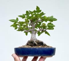 白木盆栽園 楓 盆栽 樹高15センチ 楓カエデ紅葉モミジ欅ケヤキ