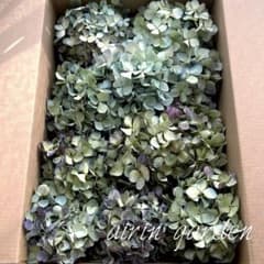 北海道産 秋色紫陽花 あじさいドライフラワー I② 60サイズ発送