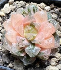 A*e様 多肉植物　ハオルチア　白荷オブツーサ錦　糊斑　超美品 A*e様 多肉植物 ハオルチア 白荷オブツーサ錦 糊斑 超美品 - メルカリ