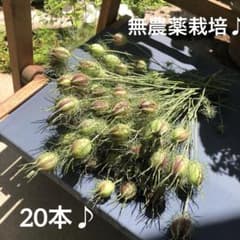 ニゲラ20本(*´꒳`*)のサムネイル