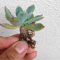 多肉植物，七福美尼。のサムネイル