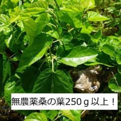 無農薬桑の葉250g＋おまけのサムネイル