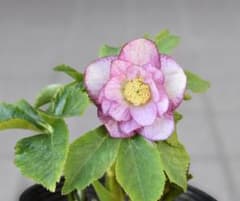 大木ナーサリー いろはhyb クリスマスローズ 開花株 - メルカリ