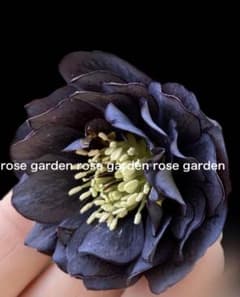 クリスマスローズ 株分け苗 小輪多弁系dd 赤シベ ブラックピコ 4号