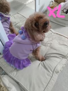 犬服のサムネイル