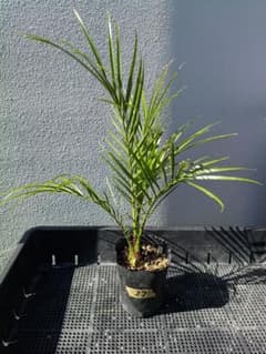 【沖縄産】フェニックスロベレニー苗27 観葉植物　ヤシ　ドライガーデンのサムネイル