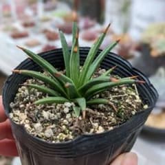 アガベ アルボピロサ タフツのサムネイル