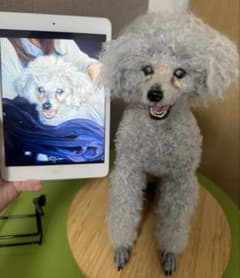 わたわたペット わんこ限定 分身の術 羊毛フェルト - メルカリ