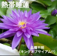 送料込み☆熱帯睡蓮☆品種不明（キングオブサイアム!?）☆２苗のサムネイル