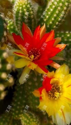 花サボテン【白檀】、カキコ_両色_2099 - メルカリ