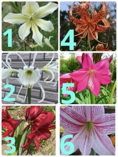豪華秋植え球根6点セットのサムネイル