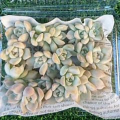 P 多肉植物 白牡丹 カット苗 多肉弁当のサムネイル