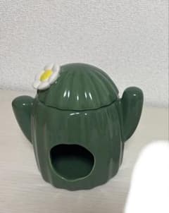 BUCATSTATEサボテンハウスのサムネイル