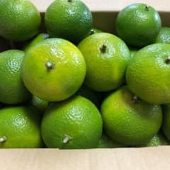スイートスプリングのサムネイル