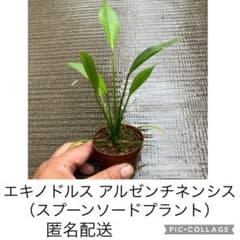 エキノドルス アルゼンチネンシス（スプーンソードプラント）　1株　匿名ネコポス - 4