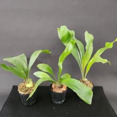 安いビカクシダ メラメラの通販商品を比較 | ショッピング情報のオーク