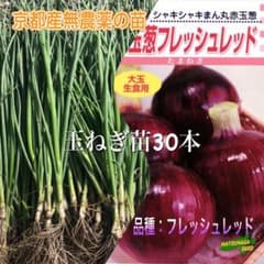 玉ねぎ苗30本(フレッシュレッド) - メルカリ