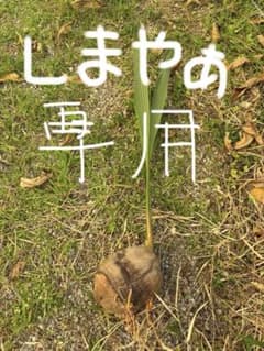 ココヤシ 苗木3個(しまやぁ専用) 発芽種子のサムネイル