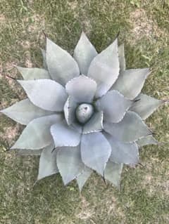 特大美株】アガベ パリー・ウェイクフィールド 幅53cm×高さ30cm - メルカリ