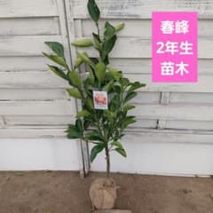 fruitsbatさま専用 春峰 しゅんぽう 2年生 苗木 - メルカリ