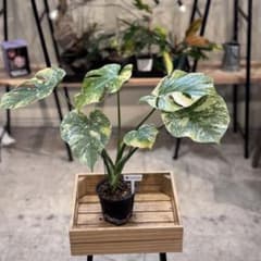 す*る様 22 モンステラ　デリシオーサ　レガシー　斑入り　美斑 す*る様 22 モンステラ デリシオーサ レガシー 斑入り 美斑 - メルカリ