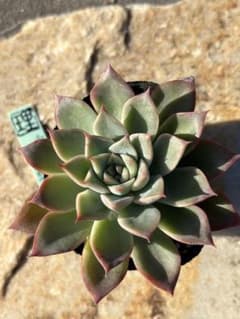 多肉植物　霜椿　✖️ リンゼアナのサムネイル