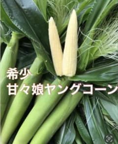 希少！！甘々娘ヤングコーン髭無し２０本！のサムネイル